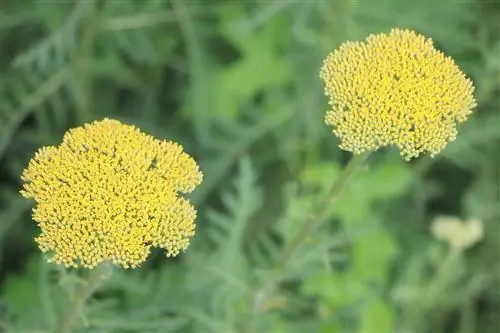 Gyldne røllike, Achillea filipendulina - pleje af gul røllike