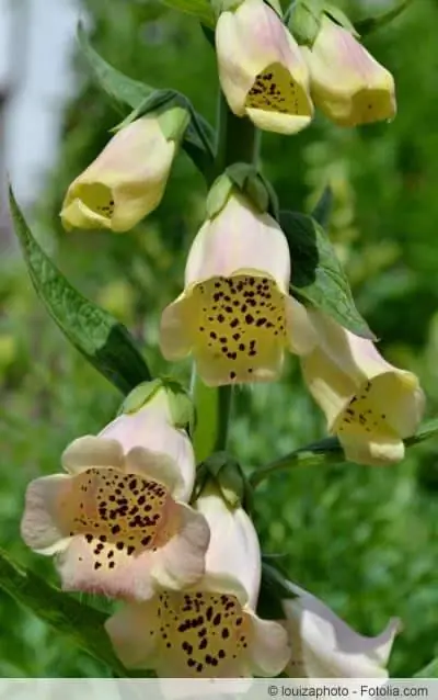 Digitalis purpurea เป็นพืชป่าและสวนล้มลุกทุกสองปี