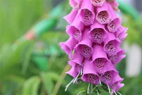 Foxglove, Digitalis purpurea - merawat tanaman beracun