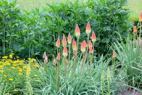 Лилия факла (Kniphofia)