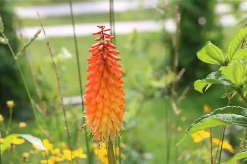 سوسن مشعل (Kniphofia)