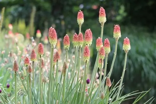 Lily obor (Kniphofia)