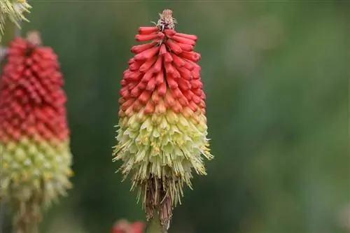 Lliris de torxa, Kniphofia: consells per a la plantació i la cura