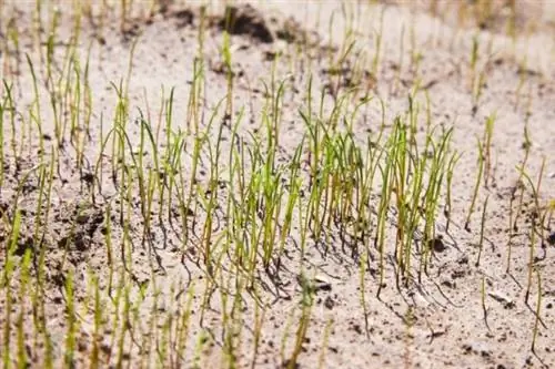 Benih semula rumput dengan pasir