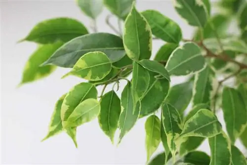 Ang birch fig ay hindi para sa mga nagdurusa sa allergy - Ficus benjamini