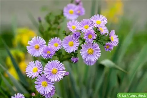 Kuzgi aster, qo'pol bargli aster, Aster novae-angliae - g'amxo'rlik