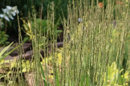 Cỏ ống xanh, Molinia caerulea - chăm sóc và cắt tỉa