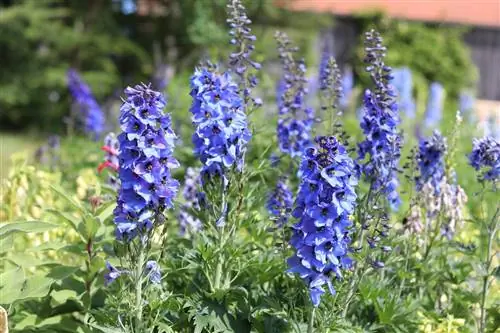 Larkspur (Delphinium) - профиль және күтім бойынша кеңестер