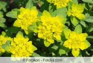 Golden spurge cocok untuk pembatas bunga dan juga tanaman pembatas