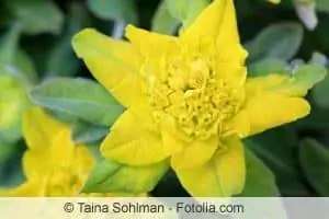 Golden Spurge, Euphorbia polychroma - Planting og stell