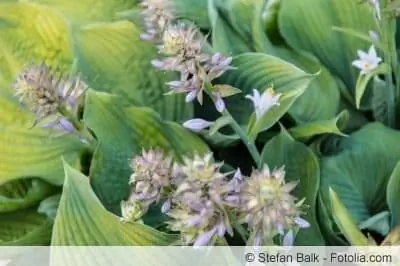 Le hosta sono piante da giardino resistenti