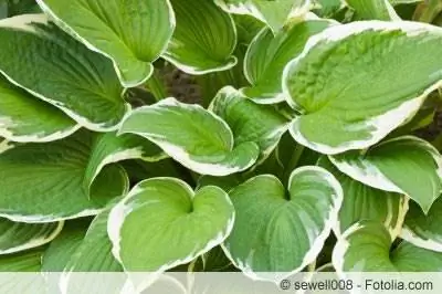 Hostas, hostas - φροντίδα και διάδοση