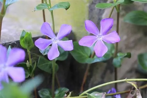 Loj periwinkle, Vinca loj - tu thiab txiav