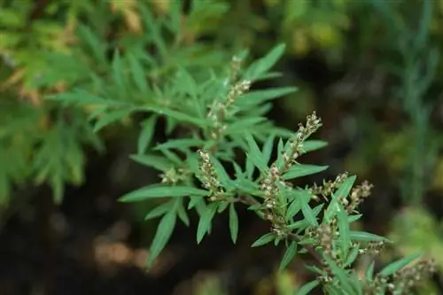 Полынь обыкновенная, Artemisia vulgaris - Растения & Уход