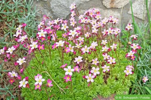 Moss saxifrage - huduma, uenezi & Kukata