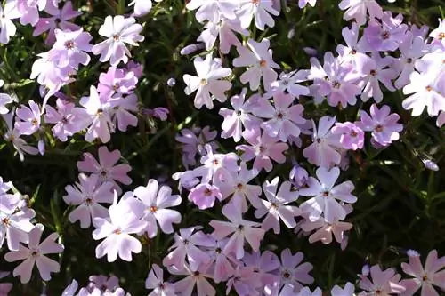 Phlox - Fiore di fiamma (Phlox)