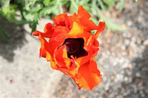 Oriental poppies - paghahasik, paglilinang at pangangalaga