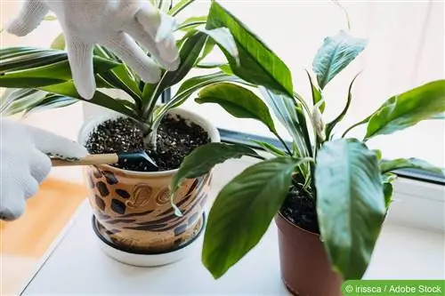 Plantas de interior - Consejos & Trucos para el cuidado