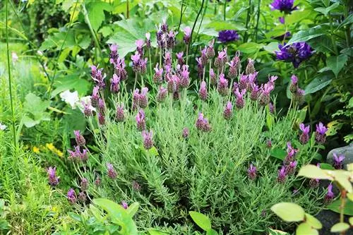 Tepeli lavanta - Lavandula stoecha