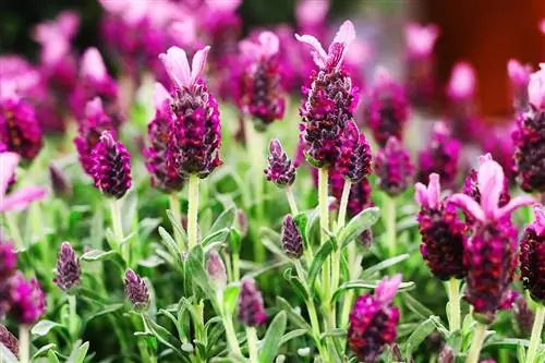 Butterfly lavender - care, cutting and overwintering