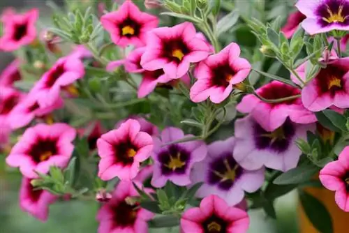 Million-bells - Magic Bells - Calibrachoa