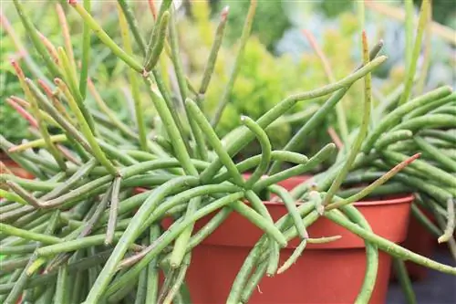 Rhipsalis-kaktusse - versorging, oorwintering, voortplanting, giftig?