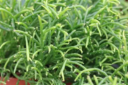 Rhipsalis cereuscula - pangangalaga at pagpapalaganap