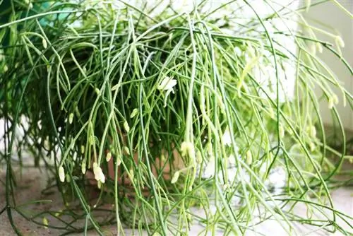 Rhipsalis pilocarpa, cactus varilla - cuidado del cactus coral