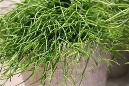 Rush กระบองเพชร Rhipsalis baccifera - เคล็ดลับการดูแล