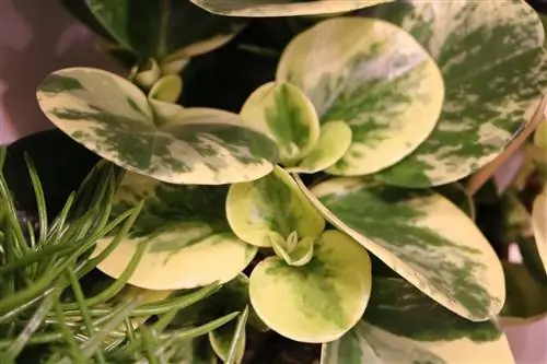 Pritlikava paprika, Peperomia - navodila za nego