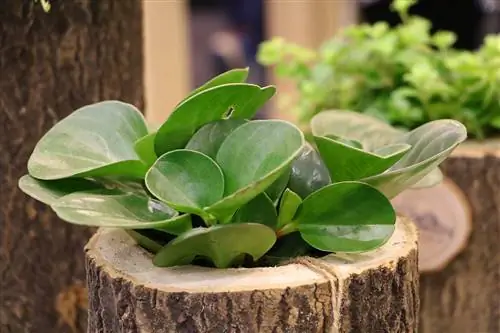 Zorg goed voor dwergpaprika, Peperomia obtusifolia