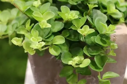 Poivre nain, Peperomia Rotundifolia - Soins