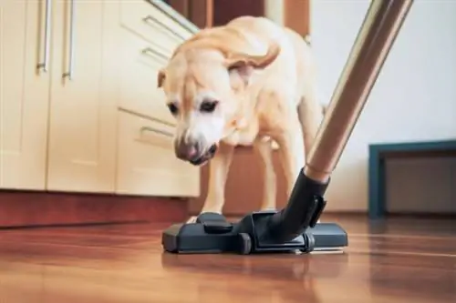 Hond blaft naar stofzuiger