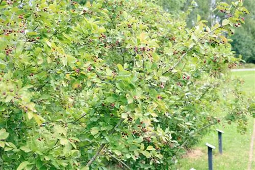 Serviceberry - Amelanchier