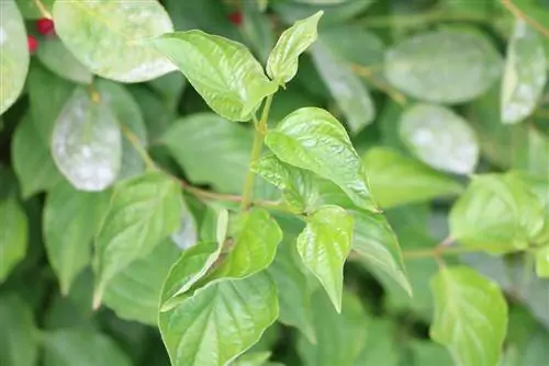 Amélanchier - Amelanchier