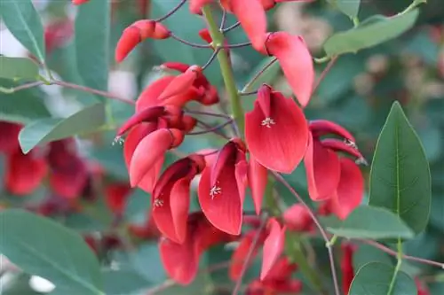 Маржан бұтасы - Erythrina crista galli