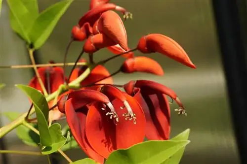 Coral Bush, Erythrina crista-galli - instrucțiuni de îngrijire