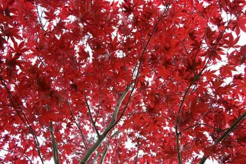 Bordo japonês japonês - Aacer palmatum