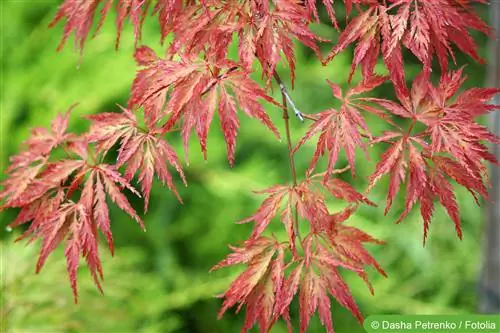 Japanese maple, Acer japonicum - planting and cutting