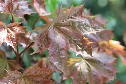 Acero riccio, Acer platanoides - profilo e cura