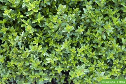 Caprifoglio sempreverde (Lonicera nitida)