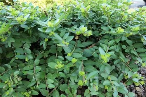 Madreselva de hoja perenne, Lonicera nitida - consejos de cuidado