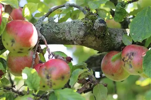 Pests and diseases on fruit trees