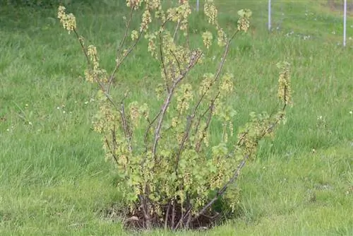 piros ribizli - Ribes rubrum