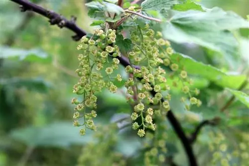 röda vinbär - Ribes rubrum