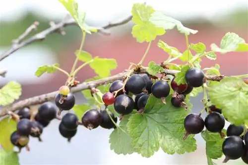 zwarte bessen - Ribes nigrum