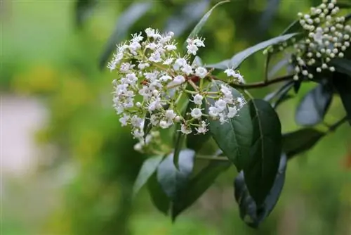 viburnum de fulla perenne - Viburnum tinus