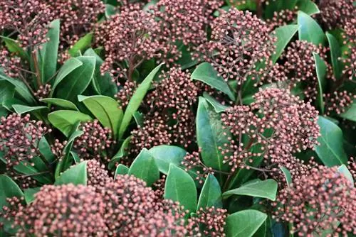 Evergreen viburnum - Viburnum tinus