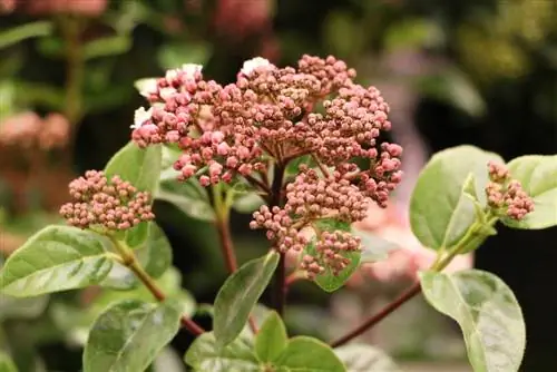 Viburnum de hoja perenne - Viburnum tinus