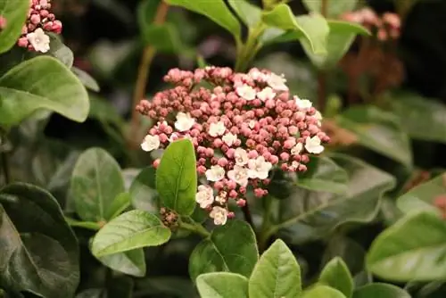 Viburnum me gjelbërim të përhershëm - varietete, kujdes dhe prerje